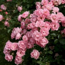 'Sommerwind'® Rosa X 'Sommerwind'® (Buketrose) A-Kvalitet,- Barrods Roser Min. 3 Grene -Osmoz Naturens Butik p340 53661 rosa x sommerwind buketrose 3fc0