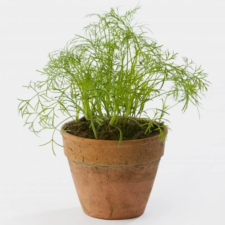 Bladdild 'Gold Crown' Øko Anethum Graveolens L. 'Gold Crown' Frøpose, Antal Pr. Pakke, Ca. 400 Stk. 4 Bladdild 'Gold Crown' Øko Anethum Graveolens L. 'Gold Crown' Frøpose, Antal Pr. Pakke, Ca. 400 Stk. - Billede 2