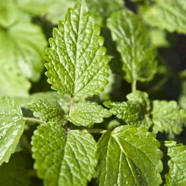 Citronmelisse 'Lemona' Øko Melissa Officinalis L. 'Lemona' Frøpose, Antal Pr. Pakke, Ca. 75 Stk. 4 Citronmelisse 'Lemona' Øko Melissa Officinalis L. 'Lemona' Frøpose, Antal Pr. Pakke, Ca. 75 Stk. - Billede 2