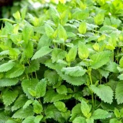 Citronmelisse 'Lemona' Øko Melissa Officinalis L. 'Lemona' Frøpose, Antal Pr. Pakke, Ca. 75 Stk. 7 Citronmelisse 'Lemona' Øko Melissa Officinalis L. 'Lemona' Frøpose, Antal Pr. Pakke, Ca. 75 Stk. -Osmoz Naturens Butik p34104 54562 melissa officinalis l lemona 7e8e