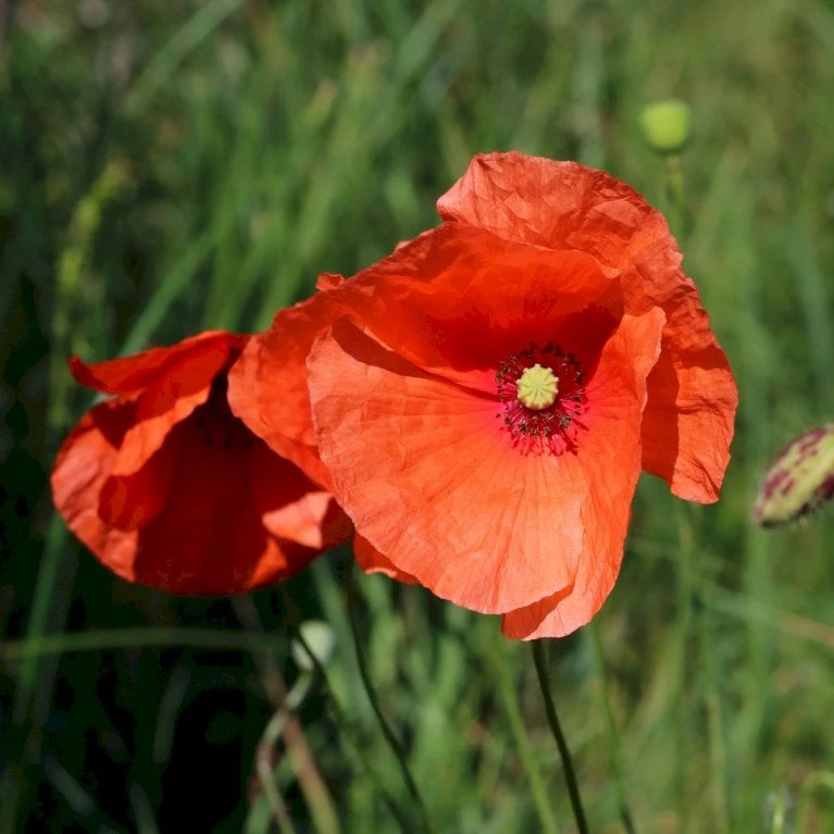 Kornvalmue Øko Papaver Rhoeas L. Frøpose, Antal Pr. Pakke, Ca. 25 Stk. 4 Kornvalmue Øko Papaver Rhoeas L. Frøpose, Antal Pr. Pakke, Ca. 25 Stk. - Billede 2