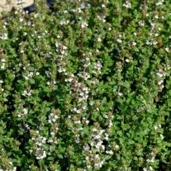 Timian 'German Winter' Øko Thymus Vulgaris L. 'German Winter' Frøpose, Antal Pr. Pakke, Ca. 25 Stk. -Osmoz Naturens Butik p34130 54674 thymus vulgaris l german winter e472