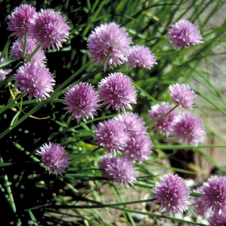 Purløg 'Staro' Øko Allium Schoenoprasum 'Staro' Frøpose, Antal Pr. Pakke, Ca. 12 Stk. 4 Purløg 'Staro' Øko Allium Schoenoprasum 'Staro' Frøpose, Antal Pr. Pakke, Ca. 12 Stk. - Billede 2