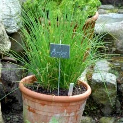 Purløg 'Staro' Øko Allium Schoenoprasum 'Staro' Frøpose, Antal Pr. Pakke, Ca. 12 Stk. 7 Purløg 'Staro' Øko Allium Schoenoprasum 'Staro' Frøpose, Antal Pr. Pakke, Ca. 12 Stk. -Osmoz Naturens Butik p34144 54570 allium schoenoprasum staro d087