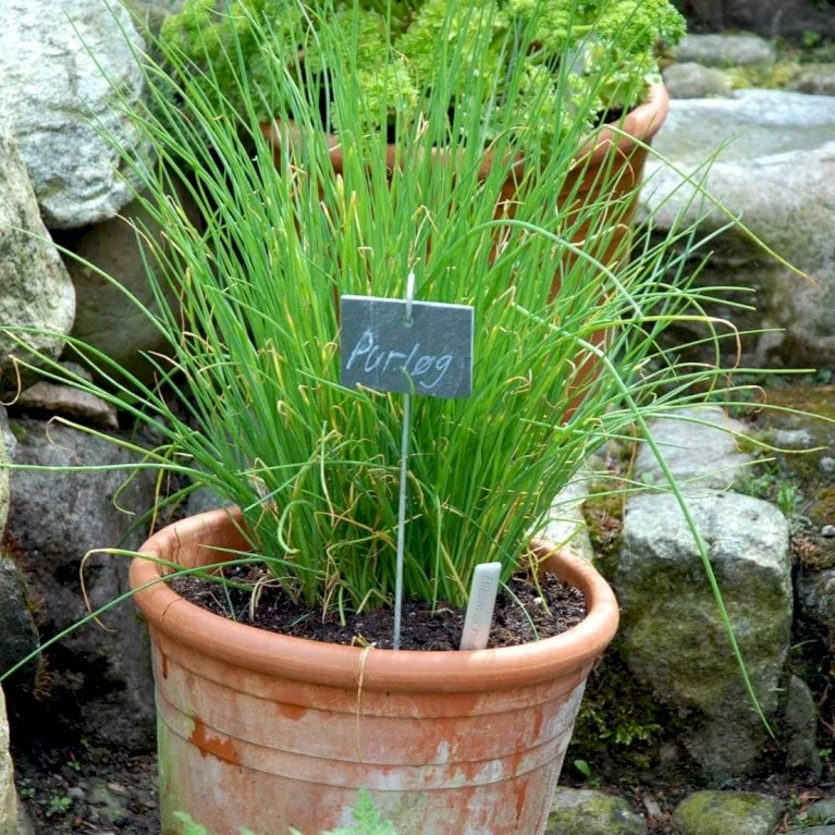 Purløg 'Staro' Øko Allium Schoenoprasum 'Staro' Frøpose, Antal Pr. Pakke, Ca. 12 Stk. 5 Purløg 'Staro' Øko Allium Schoenoprasum 'Staro' Frøpose, Antal Pr. Pakke, Ca. 12 Stk. - Billede 3