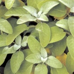 Lægesalvie Øko Salvia Officinalis L. Frøpose, Antal Pr. Pakke, Ca. 14 Stk. 8 Lægesalvie Øko Salvia Officinalis L. Frøpose, Antal Pr. Pakke, Ca. 14 Stk. -Osmoz Naturens Butik p34150 54663 salvia officinalis l 9072