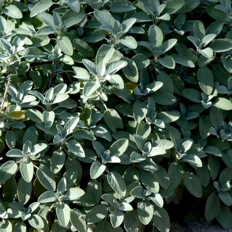 Lægesalvie Øko Salvia Officinalis L. Frøpose, Antal Pr. Pakke, Ca. 14 Stk. 6 Lægesalvie Øko Salvia Officinalis L. Frøpose, Antal Pr. Pakke, Ca. 14 Stk. - Billede 4