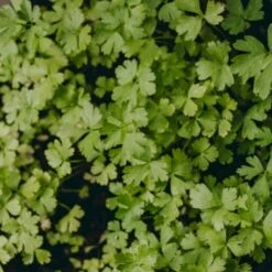 Persille 'Gigante D'Italia' Øko Petroselinum Crispum 'Gigante D'Italia' Frøpose, Antal Pr. Pakke, Ca. 80 Stk. -Osmoz Naturens Butik p34154 54637 petroselinum crispum gigante d italia 840b