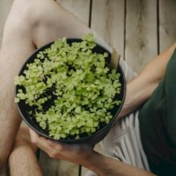 Persille 'Gigante D'Italia' Øko Petroselinum Crispum 'Gigante D'Italia' Frøpose, Antal Pr. Pakke, Ca. 80 Stk. -Osmoz Naturens Butik p34154 54638 petroselinum crispum gigante d italia 9872