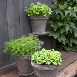 Persille 'Gigante D'Italia' Øko Petroselinum Crispum 'Gigante D'Italia' Frøpose, Antal Pr. Pakke, Ca. 80 Stk. -Osmoz Naturens Butik p34154 54639 petroselinum crispum gigante d italia 81b2