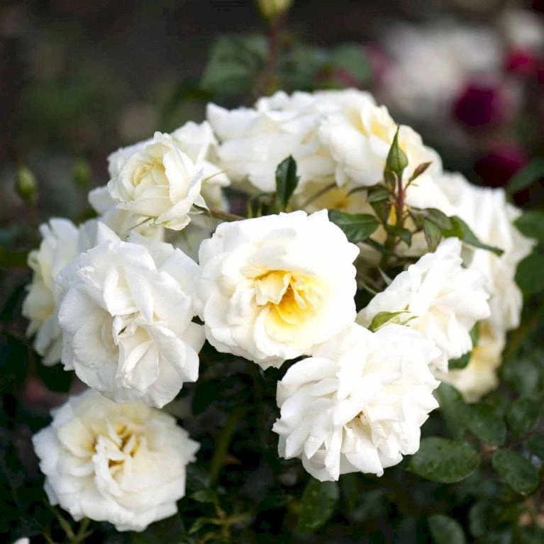 'Summer™ Palace'® Rosa X 'Summer™ Palace'® (Palacerose) A-Kvalitet,- Barrods Roser Min. 3 Grene 5 'Summer™ Palace'® Rosa X 'Summer™ Palace'® (Palacerose) A-Kvalitet,- Barrods Roser Min. 3 Grene - Billede 3