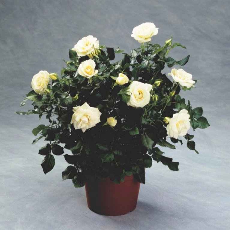 'Summer™ Palace'® Rosa X 'Summer™ Palace'® (Palacerose) A-Kvalitet,- Barrods Roser Min. 3 Grene 6 'Summer™ Palace'® Rosa X 'Summer™ Palace'® (Palacerose) A-Kvalitet,- Barrods Roser Min. 3 Grene - Billede 4
