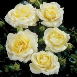 'Summer™ Palace'® Rosa X 'Summer™ Palace'® (Palacerose) A-Kvalitet,- Barrods Roser Min. 3 Grene 11 'Summer™ Palace'® Rosa X 'Summer™ Palace'® (Palacerose) A-Kvalitet,- Barrods Roser Min. 3 Grene -Osmoz Naturens Butik p341 51912 rosa x summer palace palacerose fa3e