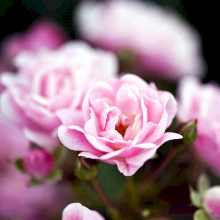 'The Fairy' Rosa X 'The Fairy' (Bunddækkerose) A-Kvalitet,- Barrods Roser Min. 3 Grene 5 'The Fairy' Rosa X 'The Fairy' (Bunddækkerose) A-Kvalitet,- Barrods Roser Min. 3 Grene - Billede 3