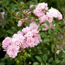 'The Fairy' Rosa X 'The Fairy' (Bunddækkerose) A-Kvalitet,- Barrods Roser Min. 3 Grene 14 'The Fairy' Rosa X 'The Fairy' (Bunddækkerose) A-Kvalitet,- Barrods Roser Min. 3 Grene -Osmoz Naturens Butik p343 51731 rosa x the fairy bunddaekkerose 0bd3