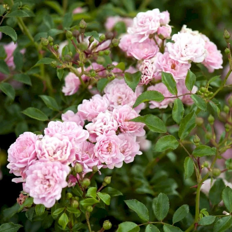 'The Fairy' Rosa X 'The Fairy' (Bunddækkerose) A-Kvalitet,- Barrods Roser Min. 3 Grene 6 'The Fairy' Rosa X 'The Fairy' (Bunddækkerose) A-Kvalitet,- Barrods Roser Min. 3 Grene - Billede 4