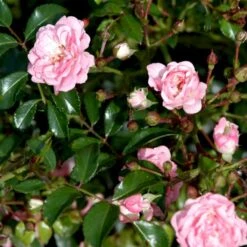 'The Fairy' Rosa X 'The Fairy' (Bunddækkerose) A-Kvalitet,- Barrods Roser Min. 3 Grene 15 'The Fairy' Rosa X 'The Fairy' (Bunddækkerose) A-Kvalitet,- Barrods Roser Min. 3 Grene -Osmoz Naturens Butik p343 51732 rosa x the fairy bunddaekkerose 404f