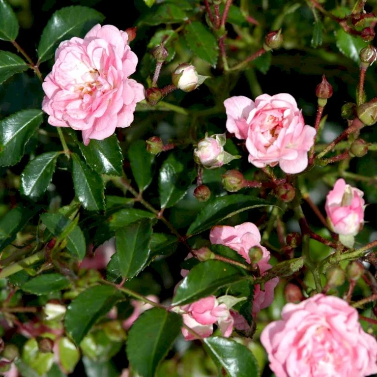 'The Fairy' Rosa X 'The Fairy' (Bunddækkerose) A-Kvalitet,- Barrods Roser Min. 3 Grene 7 'The Fairy' Rosa X 'The Fairy' (Bunddækkerose) A-Kvalitet,- Barrods Roser Min. 3 Grene - Billede 5