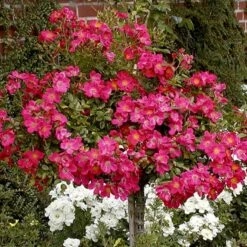 'Tommelise'® Rosa X 'Tommelise'® A-Kvalitet,- Barrods Roser Min. 3 Grene 11 'Tommelise'® Rosa X 'Tommelise'® A-Kvalitet,- Barrods Roser Min. 3 Grene -Osmoz Naturens Butik p345 51740 rosa x tommelise ee59