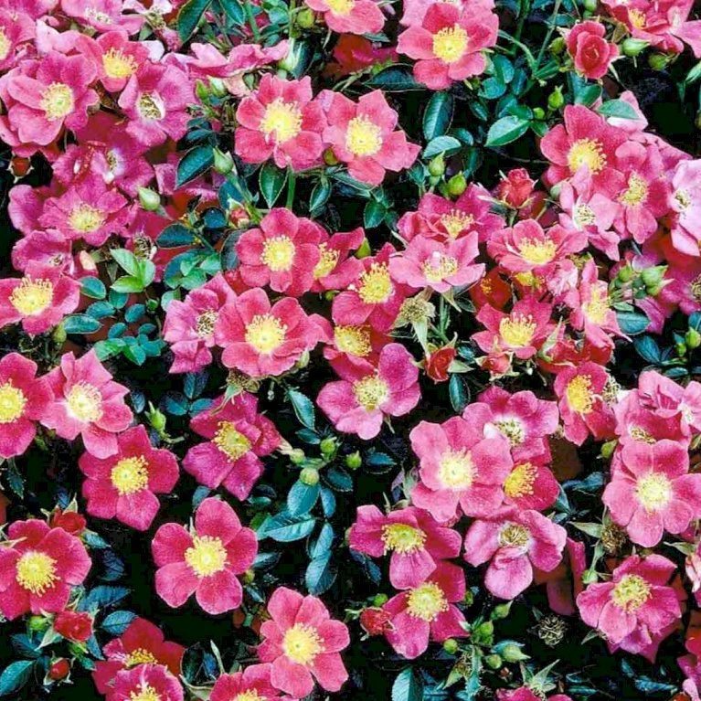 'Tommelise'® Rosa X 'Tommelise'® A-Kvalitet,- Barrods Roser Min. 3 Grene 6 'Tommelise'® Rosa X 'Tommelise'® A-Kvalitet,- Barrods Roser Min. 3 Grene - Billede 4
