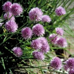 Purløg 'Staro' Øko Allium Schoenoprasum 'Staro' -Osmoz Naturens Butik p34609 54568 allium schoenoprasum staro 3028