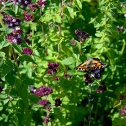 Vild Merian Øko Origanum Vulgare L. -Osmoz Naturens Butik p34610 54625 origanum vulgare l fd63