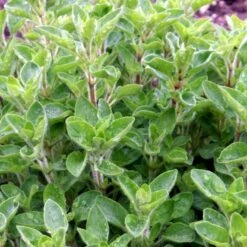 Vild Merian Øko Origanum Vulgare L. -Osmoz Naturens Butik p34610 54626 origanum vulgare l b2e6