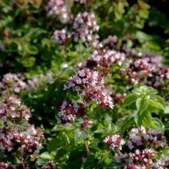 Vild Merian Øko Origanum Vulgare L. -Osmoz Naturens Butik p34610 54627 origanum vulgare l 84f7