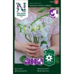 Ærteblomst 'Spencer Arthur Hellyer' Lathyrus Odoratus L. 'Spencer Arthur Hellyer'