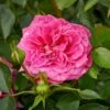 'Topkapi™ Palace'® Rosa X 'Topkapi™ Palace'® (Palacerose) A-Kvalitet,- Barrods Roser Min. 3 Grene -Osmoz Naturens Butik p346 51913 rosa x topkapi palace palacerose b490