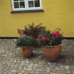 'Topkapi™ Palace'® Rosa X 'Topkapi™ Palace'® (Palacerose) A-Kvalitet,- Barrods Roser Min. 3 Grene -Osmoz Naturens Butik p346 51915 rosa x topkapi palace palacerose 2df3