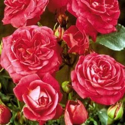 'Topkapi™ Palace'® Rosa X 'Topkapi™ Palace'® (Palacerose) A-Kvalitet,- Barrods Roser Min. 3 Grene -Osmoz Naturens Butik p346 51917 rosa x topkapi palace palacerose 4049