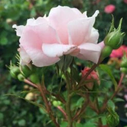 'Jim The Viking'™ Rosa X 'Jim The Viking'™ (Buketrose) A-Kvalitet,- Barrods Roser Min. 3 Grene -Osmoz Naturens Butik p34754 51569 rosa x jim the viking buketrose a34a