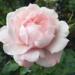 'Jim The Viking'™ Rosa X 'Jim The Viking'™ (Buketrose) A-Kvalitet,- Barrods Roser Min. 3 Grene -Osmoz Naturens Butik p34754 51571 rosa x jim the viking buketrose 8f91