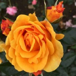 'Friendship Forever'™ Rosa X 'Friendship Forever'™ (Buketrose) A-Kvalitet,- Barrods Roser Min. 3 Grene -Osmoz Naturens Butik p34756 51484 rosa x friendship forever buketrose 8502