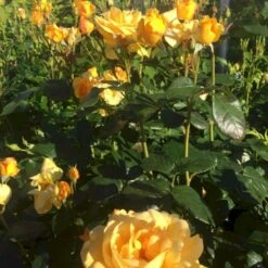 'Friendship Forever'™ Rosa X 'Friendship Forever'™ (Buketrose) A-Kvalitet,- Barrods Roser Min. 3 Grene -Osmoz Naturens Butik p34756 51485 rosa x friendship forever buketrose 18e1