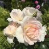 'Inger Forever'™ Rosa X 'Inger Forever'™ (Buketrose) A-Kvalitet,- Barrods Roser Min. 3 Grene -Osmoz Naturens Butik p34757 51554 rosa x inger forever buketrose 70f7
