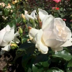 'Inger Forever'™ Rosa X 'Inger Forever'™ (Buketrose) A-Kvalitet,- Barrods Roser Min. 3 Grene -Osmoz Naturens Butik p34757 51555 rosa x inger forever buketrose 7687