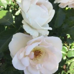 'Inger Forever'™ Rosa X 'Inger Forever'™ (Buketrose) A-Kvalitet,- Barrods Roser Min. 3 Grene -Osmoz Naturens Butik p34757 51559 rosa x inger forever buketrose f548