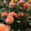 'Prins Henrik’™ Rosa X 'Prins Henrik'™ (Buketrose) A-Kvalitet,- Barrods Roser Min. 3 Grene -Osmoz Naturens Butik p34758 51661 rosa prins henrik buketrose b335
