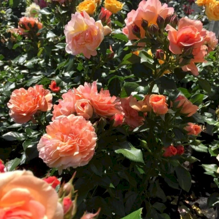 'Prins Henrik’™ Rosa X 'Prins Henrik'™ (Buketrose) A-Kvalitet,- Barrods Roser Min. 3 Grene 3 'Prins Henrik’™ Rosa X 'Prins Henrik'™ (Buketrose) A-Kvalitet,- Barrods Roser Min. 3 Grene
