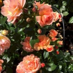 'Prins Henrik’™ Rosa X 'Prins Henrik'™ (Buketrose) A-Kvalitet,- Barrods Roser Min. 3 Grene 9 'Prins Henrik’™ Rosa X 'Prins Henrik'™ (Buketrose) A-Kvalitet,- Barrods Roser Min. 3 Grene -Osmoz Naturens Butik p34758 51662 rosa prins henrik buketrose 4359