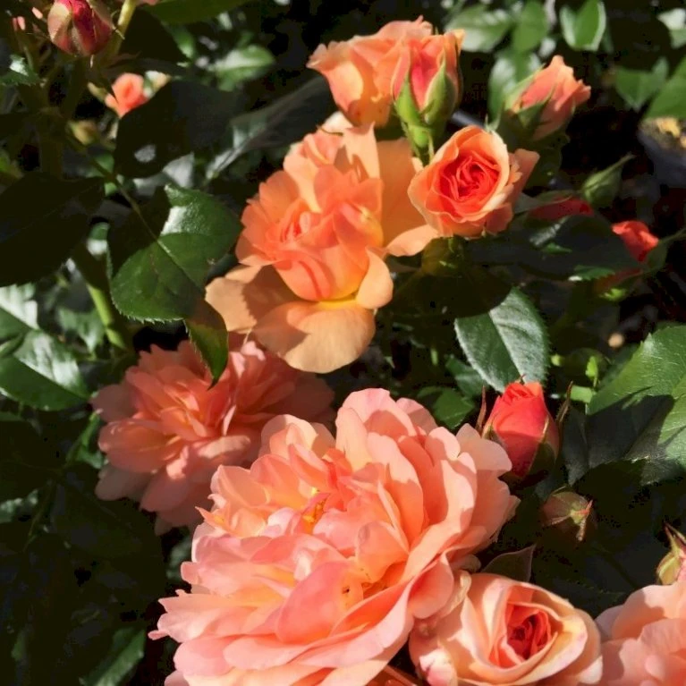 'Prins Henrik’™ Rosa X 'Prins Henrik'™ (Buketrose) A-Kvalitet,- Barrods Roser Min. 3 Grene 6 'Prins Henrik’™ Rosa X 'Prins Henrik'™ (Buketrose) A-Kvalitet,- Barrods Roser Min. 3 Grene - Billede 4