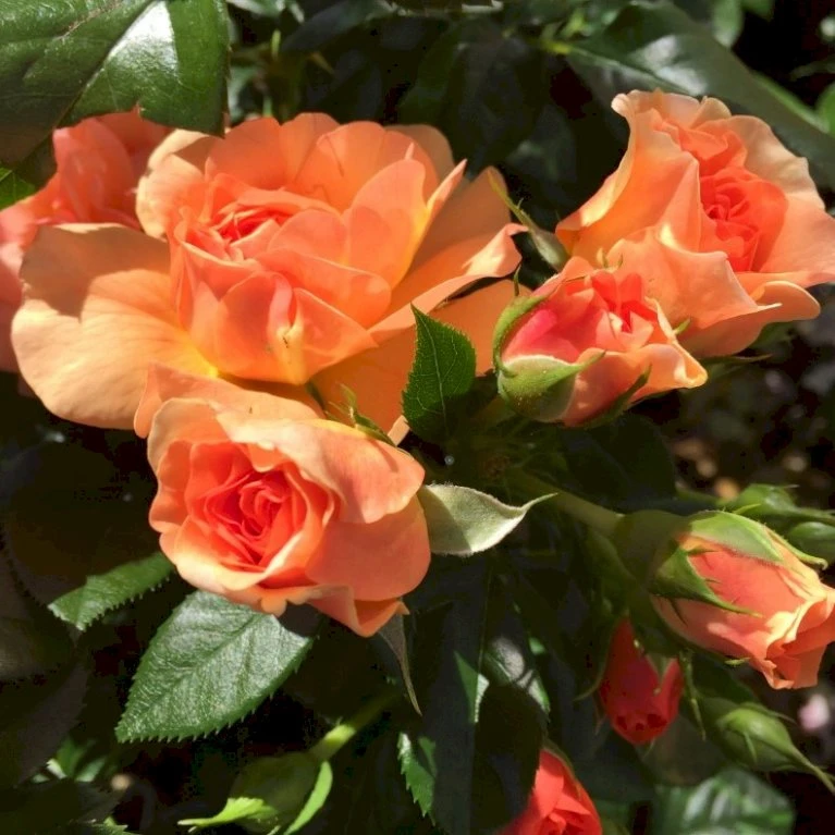 'Prins Henrik’™ Rosa X 'Prins Henrik'™ (Buketrose) A-Kvalitet,- Barrods Roser Min. 3 Grene 7 'Prins Henrik’™ Rosa X 'Prins Henrik'™ (Buketrose) A-Kvalitet,- Barrods Roser Min. 3 Grene - Billede 5