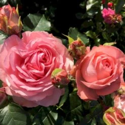 'What A Wonderful World'™ Rosa X 'What A Wonderful World'™ (Buketrose) A-Kvalitet,- Barrods Roser Min. 3 Grene