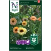 Morgenfrue 'Cantaloupe' Calendula Officinalis 'Cantaloupe' -Osmoz Naturens Butik p34774 34755 calendula officinalis cantaloupe 2a1c