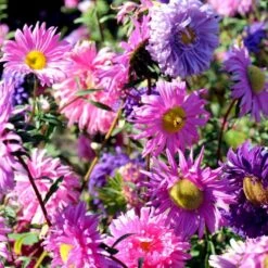 Sommerasters Dobbelt Mix Øko Callistephus Chinensis Double Mix Frøpose, Antal Pr. Pakke, Ca. 12 Stk. -Osmoz Naturens Butik p34775 54690 callistephus chinensis double mix 17a8