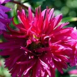 Sommerasters Dobbelt Mix Øko Callistephus Chinensis Double Mix Frøpose, Antal Pr. Pakke, Ca. 12 Stk. -Osmoz Naturens Butik p34775 54691 callistephus chinensis double mix 8649