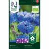 Høj Kornblomst Øko Centaurea Cyanus -Osmoz Naturens Butik p34776 34757 centaurea cyanus 1390