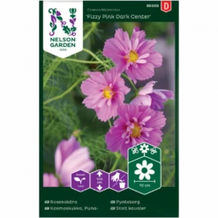Stolt Kavaler 'Fizzy Pink Dark Center' Cosmos Bipinnatus 'Fizzy Pink Dark Center'